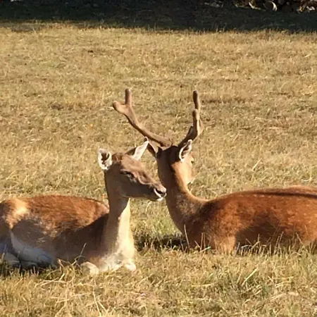 Planinska Kuca Dasovic Fužine