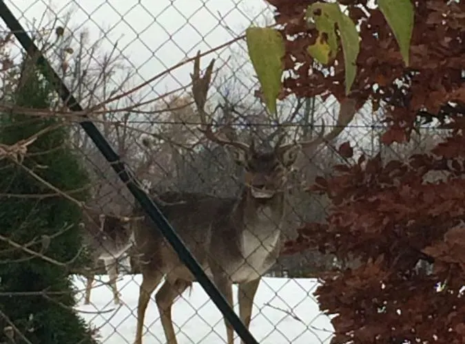 Planinska Kuca Dasovic *